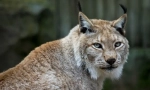 Lynx navaden (evrazijski lynx)